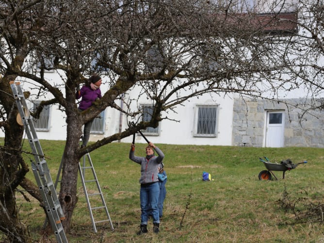 Obstbaumschnitt