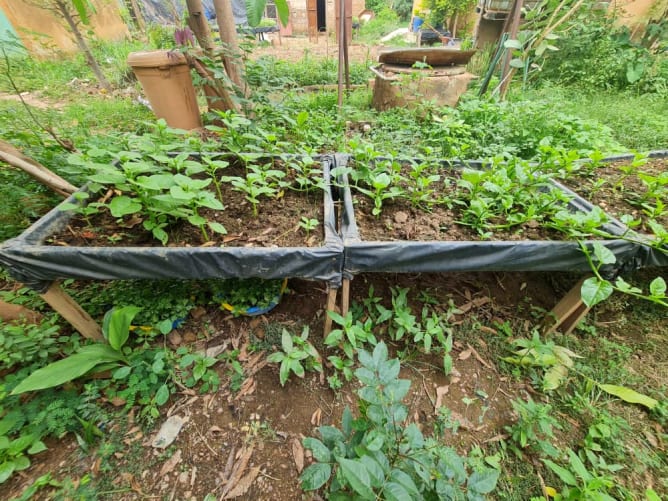 Tables de micro-jardinage avec épinards