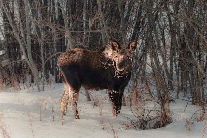 Moose can measure up to 2.1 meters at the withers.