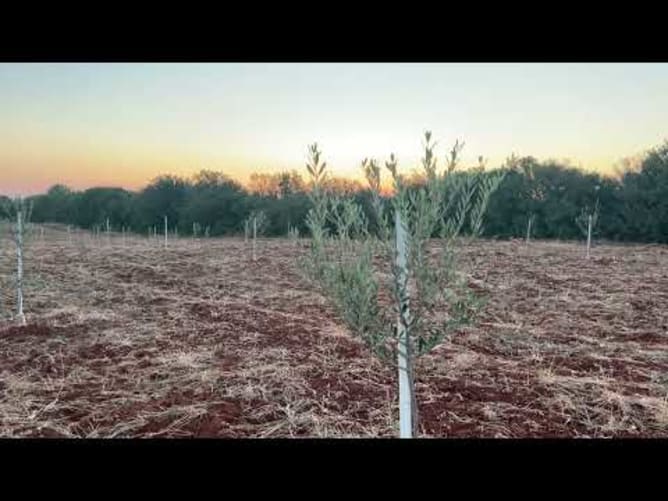 What the future looks like : here's a look at some newly planted olive trees