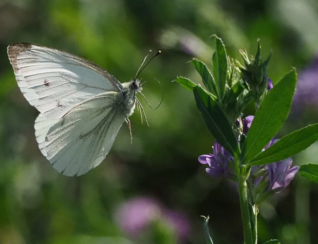 The cabbage white, a frequent guest in our garden