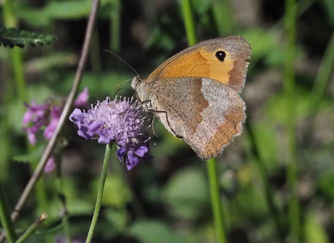 The Meadow brown, an occasional guest in our gardens