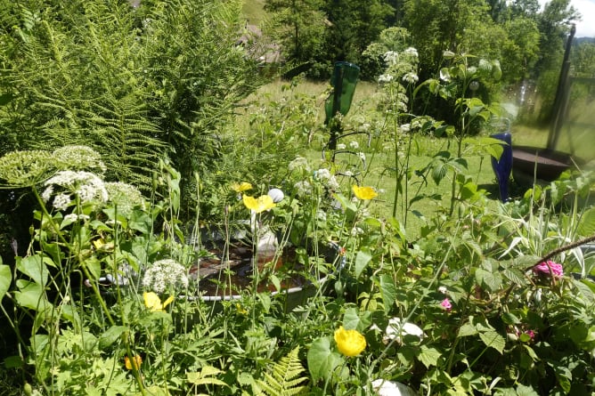 Skilful plant combination in Elsa's garden