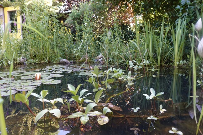 Etang dans le jardin artistique de Gina