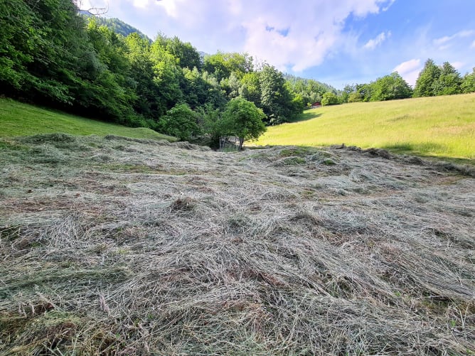 Sommerweide der Ziegen