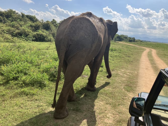 4m grosser Elefant im Udawalawa Nationalpark