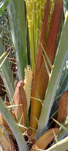 Male date flowers