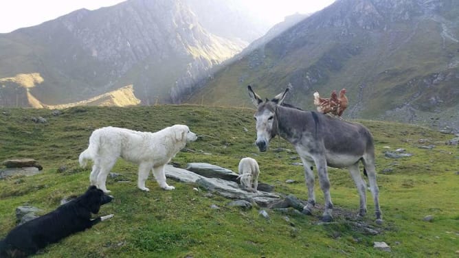 Herdenschutzhund Zulu und Esel Charly