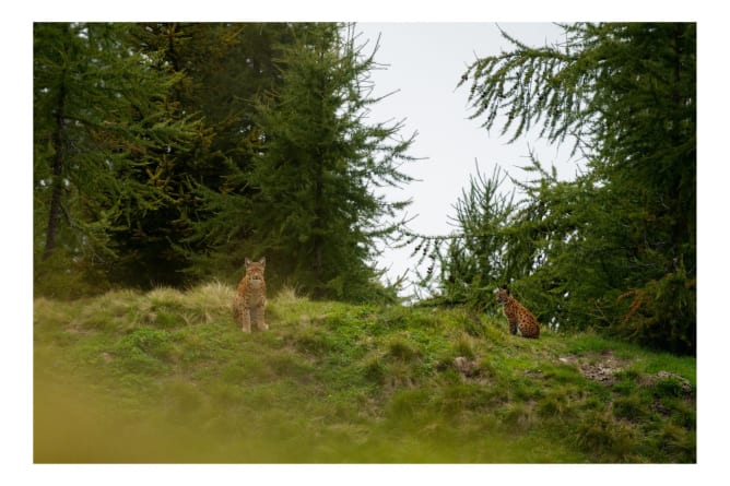 Luchs von der Alphütte aus