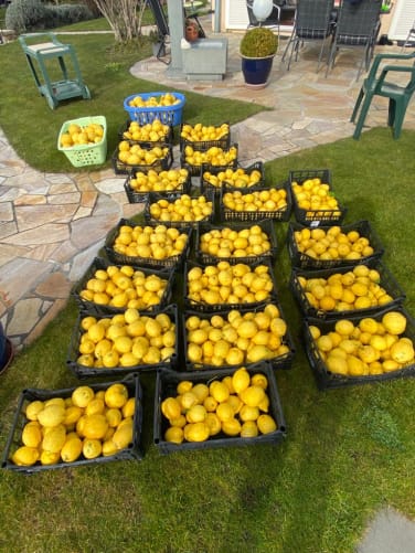 Our magnificent lemons