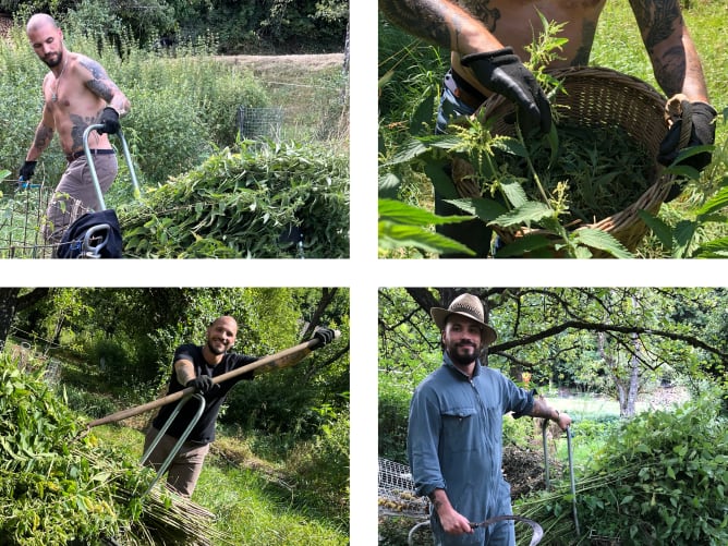 Chris récolte des orties dans notre champ d'orties dans le Jura en Suisse pour réaliser ses premières expériences.