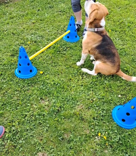 Séance avec le chien: travail de la mobilité et de l'expression orale