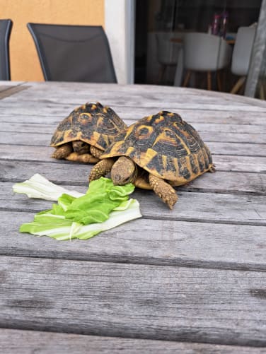 Séance avec les tortues: travail d'observation, concentration, patience lors du nourrissage