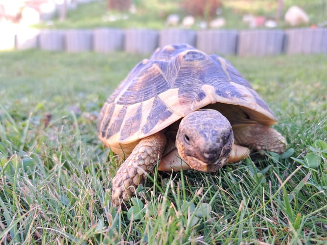 Nos animaux: Donatello, tortue Hermann de 11 ans