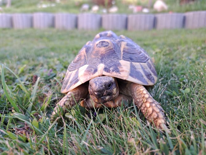 Nos animaux: Flash, tortue Hermann de 11 ans