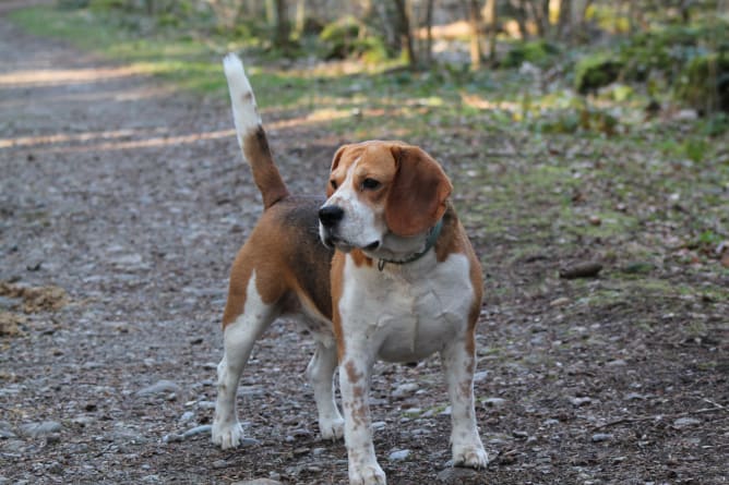 Nos animaux: Mousse, Beagle de 7 ans