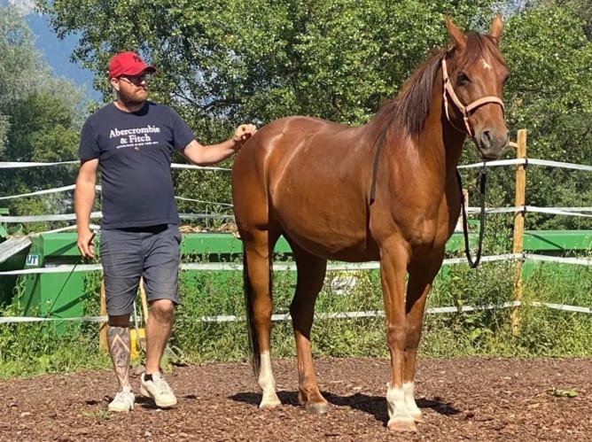 Sitzung mit dem Pferd: Arbeit am Selbstwertgefühl. Das Pferd hört uns zu, solange es frei ist