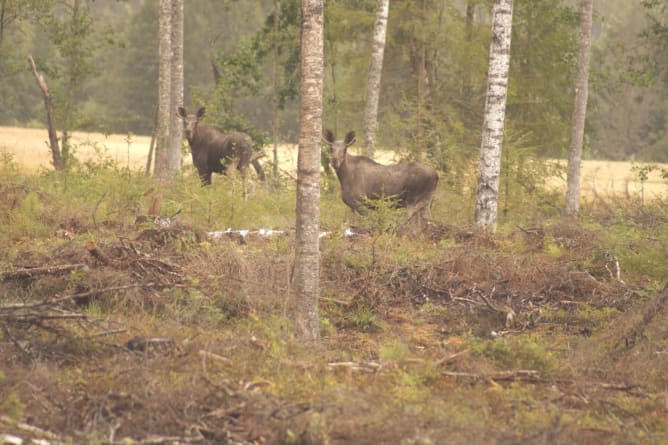 Elch Värmland