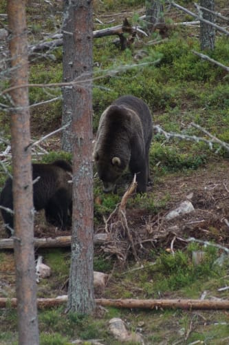 Bär (BärenparkOrsa)