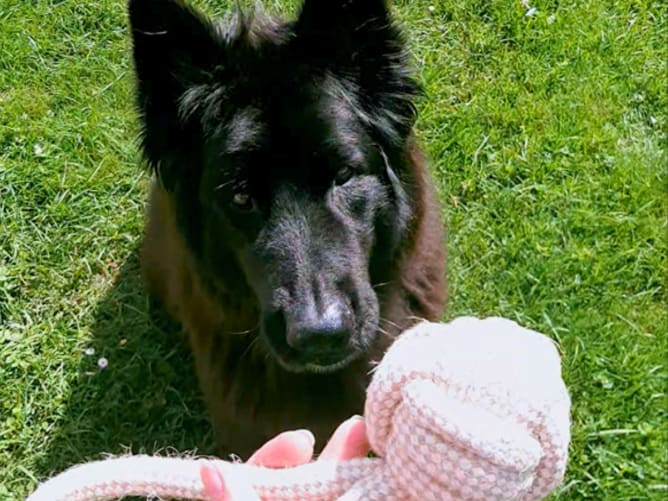 Babou est non seulement l'inspiration derrière AninestEco, mais aussi le testeur en chef des articles canins