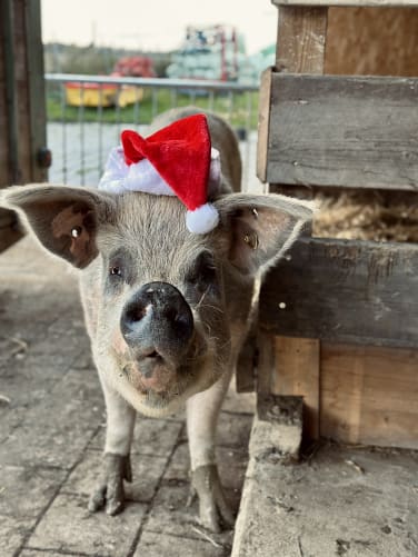 Bibi, unser Weihnachtsengel 