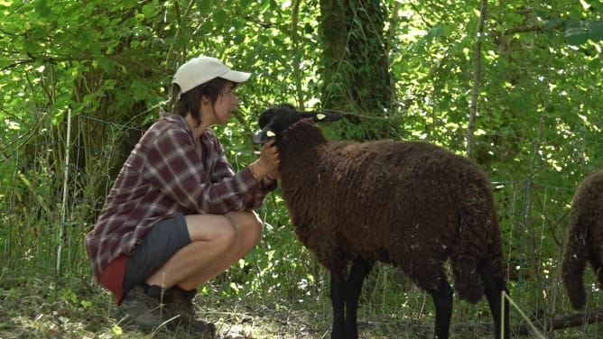 aura Donzé fights to collect wool from the Jura regio