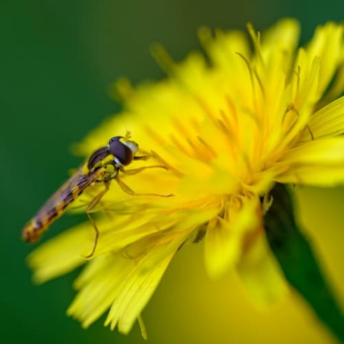 Hier leben viele Insekten