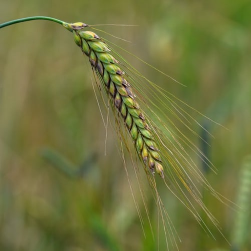 Hier wächst UrDinkel