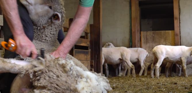 La tonte: un moment de stress qui nécessite de la délicatesse