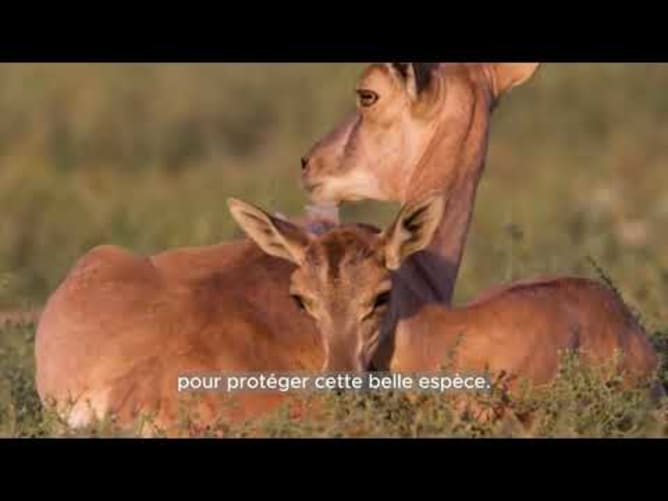 Urial wild sheep center