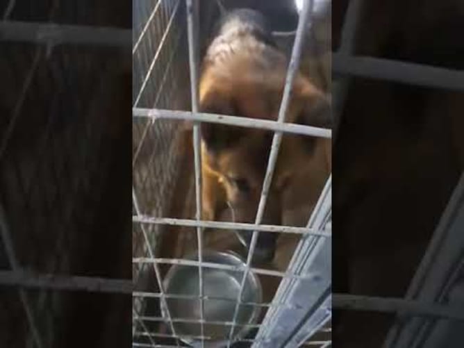 Ozzy. Schäferhund in einer rumänischen Tötungsstation