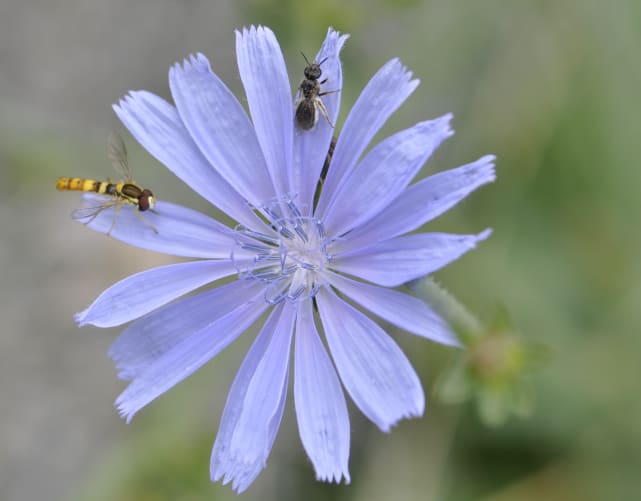 Dank der grossen Vielfalt an blühenden Pflanzen finden Insekten ein reiches Angebot an Nahrung.