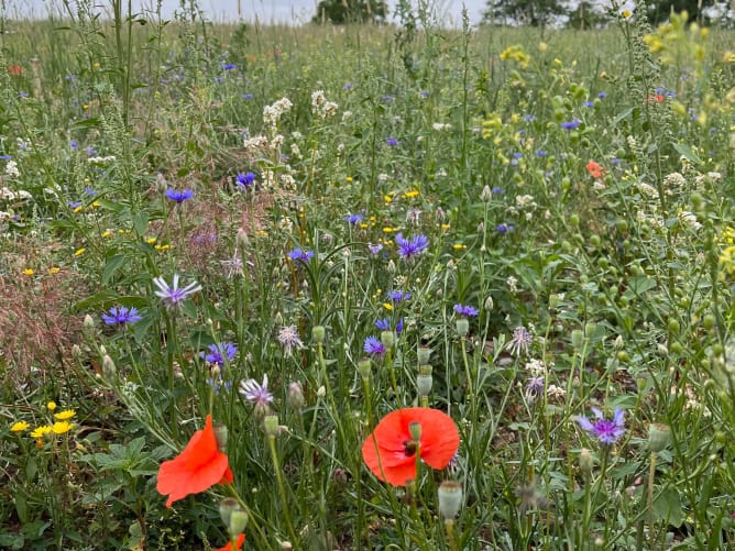 Die frühere landwirtschaftliche Monokulturfläche ist nun eine artenreiche Blühwiese aus regionalem Saatgut