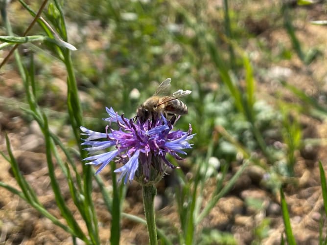 Ein Forschungsprojekt auf dem Vuebelle untersucht das Verhalten der Wildbienen