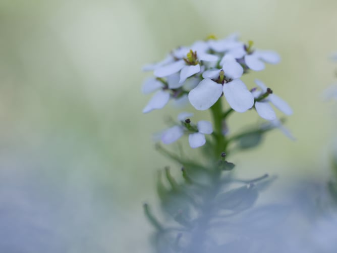 Bereits in der ersten Saison ist mit der Iberis Amara eine als beinahe ausgestorben geltende Pflanze aufgetaucht. Foto: Severin Aicher, Naturfotostudio