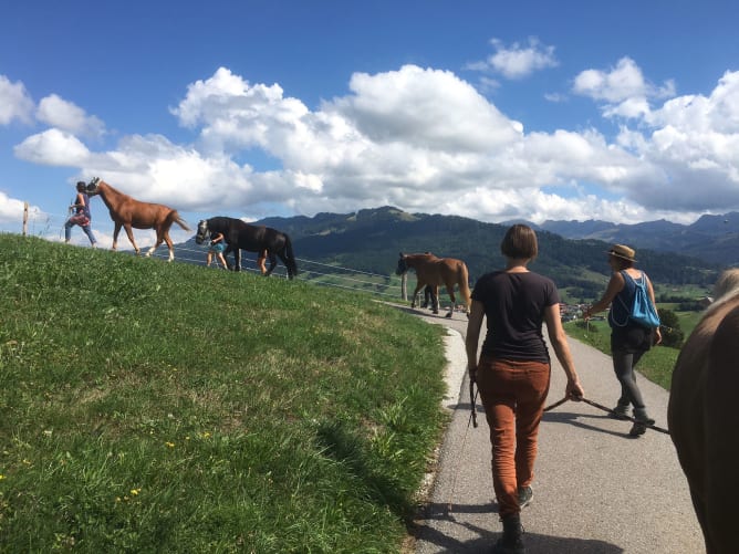 Leadershipkurs mit Pferden