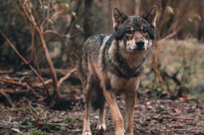 Um die Grenzen ihres Reviers zu markieren, senden sie chemische Botschaften aus, die von benachbarten Rudeln auf grosse Entfernung wahrgenommen werden.