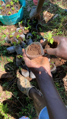 Plant trees