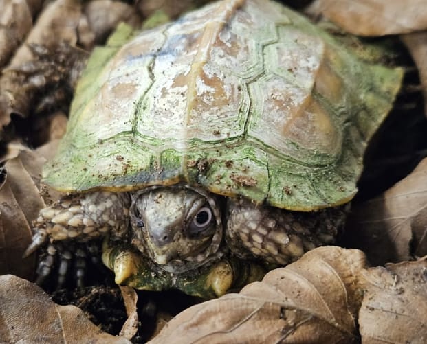 Erdzackenschildkröte