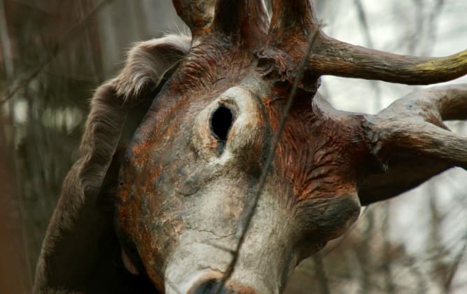 Cerf élaphe (Cervus elaphus)