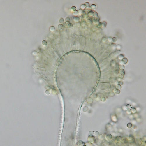 Aspergillus_flavus