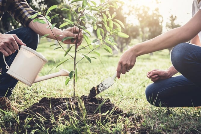 Reward: We will plant a tree for you in Switzerland!