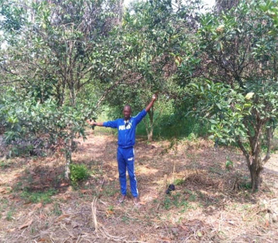 Fautes d'acheteurs, les fruits et plantations sont abandonnés