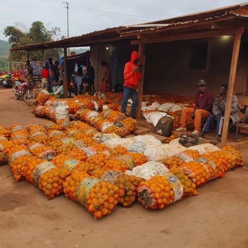 Les oranges stockées en sacs à proximité de Kimpese