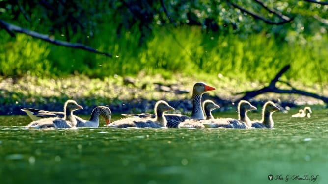 Greylag goose family