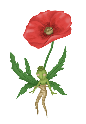 Mohnblume