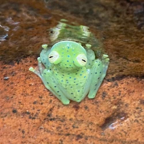 Une grenouille de cristal (Espadarana andina) sur la rive de la rivière qui borde la future réserve