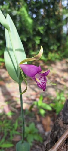 Eine der vielen Orchideenarten, die man hier beobachten kann