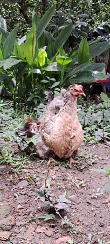 Tola et ses poussins profitent du soleil. Nos poules vivent en liberté sur notre terrain