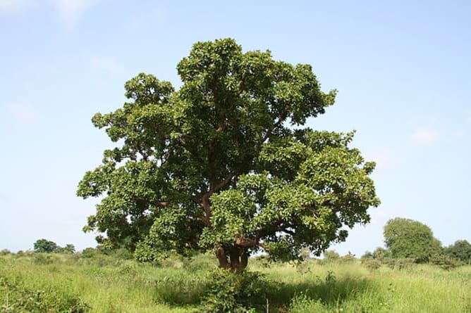 Karitébaum /Sheabaum (Vitellaria paradoxa nilotica)